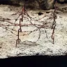 AK Interaktive: Terrains - Dry Ground