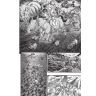 Berserk 13
