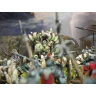 Conquest: First Blood - Spires Warband
