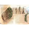 DC Comics : Anatomy of a Metahuman