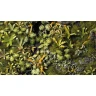 Dekorace GamersGrass - Jungle Floor Basing Box