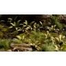 Dekorace GamersGrass: Laser Plants - Deer Fern