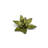 Dekorace GamersGrass: Laser Plants - Dumb Cane