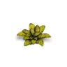 Dekorace GamersGrass: Laser Plants - Dumb Cane