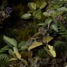 Dekorácia GamersGrass: Laser Plants - Elephant Ear