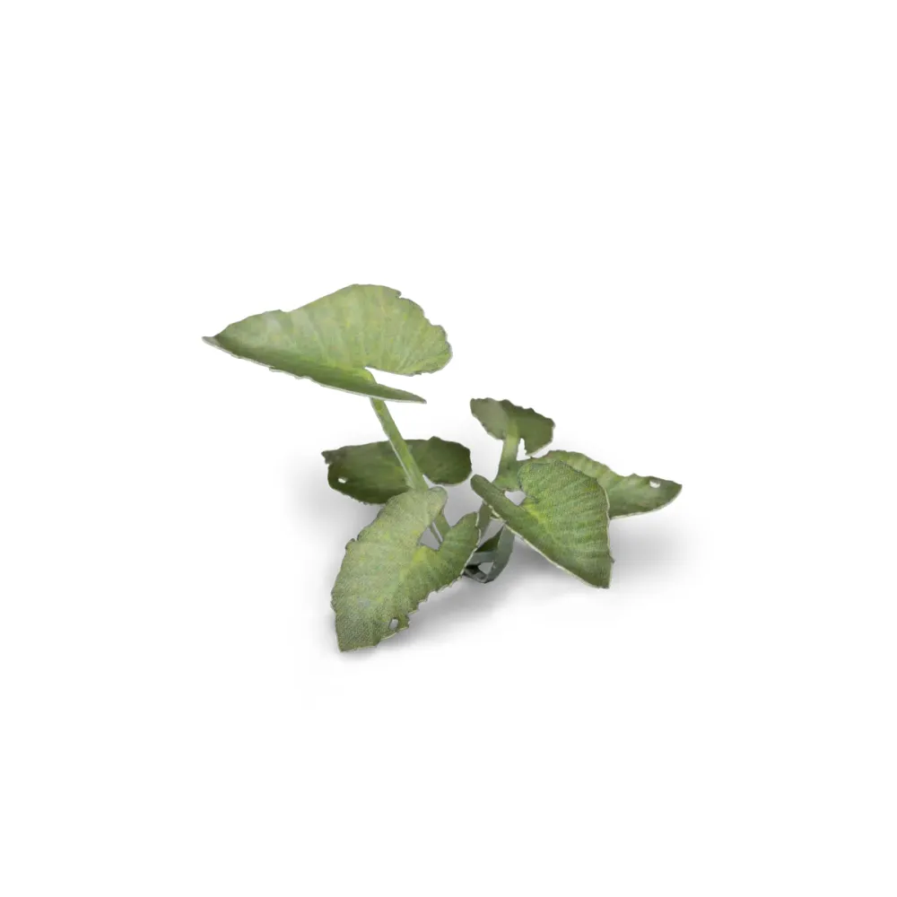 Dekorácia GamersGrass: Laser Plants - Elephant Ear