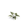 Dekorace GamersGrass: Laser Plants - Lords-and-Ladies