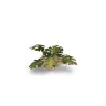 Dekorace GamersGrass: Laser Plants - Monstera