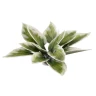 Dekorace GamersGrass: Laser Plants - Plantain Lily