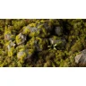 Dekorace GamersGrass: Moss
