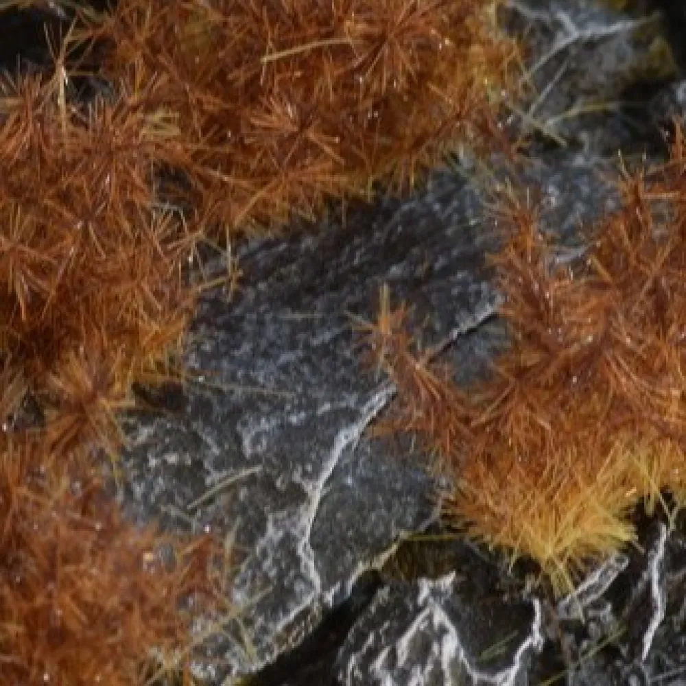 Dekorace GamersGrass - Spikey Brown