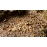 Dekorácia GamersGrass - Tiny Beige