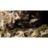 Dekorácia GamersGrass - Tiny Dark Moss