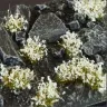 Dekorace GamersGrass - White Flowers