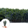 Dekorace Green Stuff World - Tall Shrubbery: Blue Green