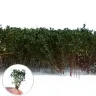 Dekorace Green Stuff World - Tall Shrubbery: Dark Green