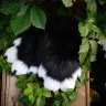 Fursuit anime set - Nalmi