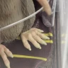 Harry Potter Magical Creatures - soška Prašivky - poškozeno
