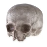 Human Skull - Replica