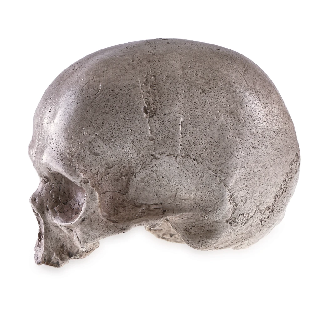 Human Skull - Replica