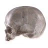 Human Skull - Replica