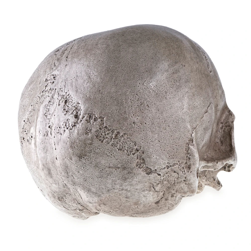 Human Skull - Replica