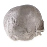 Human Skull - Replica