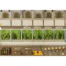 Lorenzo il Magnifico (anglicky)