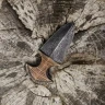 Latex foam throwing dagger - fist