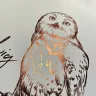 Harry Potter Picture - Hedwig