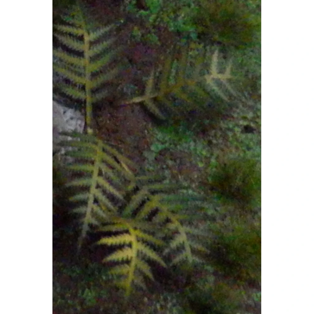 Dekorace GamersGrass: Laser Plants - Bracken