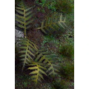 Dekorace GamersGrass: Laser Plants - Bracken