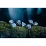 Elven Dice Set - Noble Colors