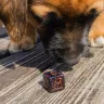 Dog Dice Set