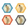 Termity